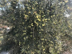 Olive tree at Sabines!